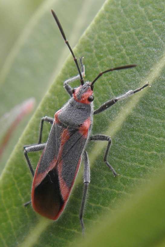 Lygaeidae: Caenocoris nerii della Sicilia